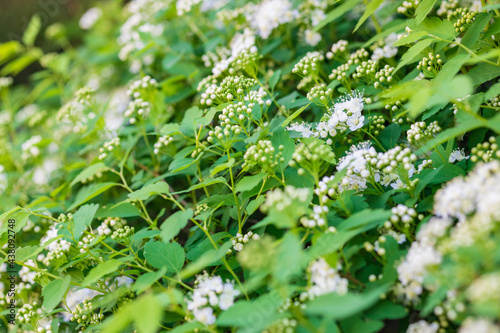 Hydrangea arborescens (Hayes Starburst). Floral natural background. Side view.