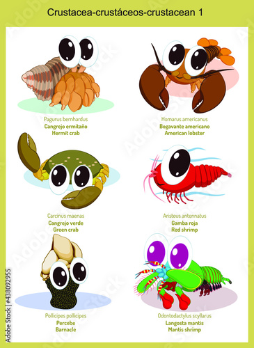 Wild world crustacean cartoons, cute wild animals in vector with scientific name, and common name in English and Spanish.