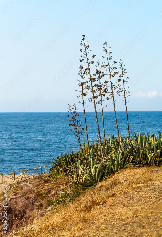 Agave americana plant in bloom on the shore of Mediterranean sea in Sicily..