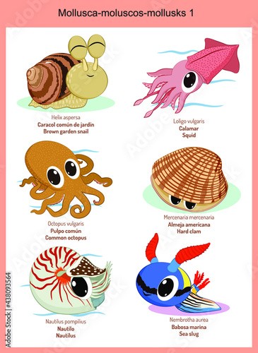 Wild world mollusks cartoons, cute wild animals in vector with scientific name, and common name in English and Spanish.