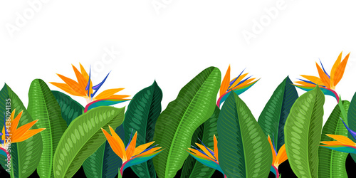 Tropical flower strelitzia, bottom seamless horizontal border. Vector illustration cartoon flat template for packaging design isolated on white background.
