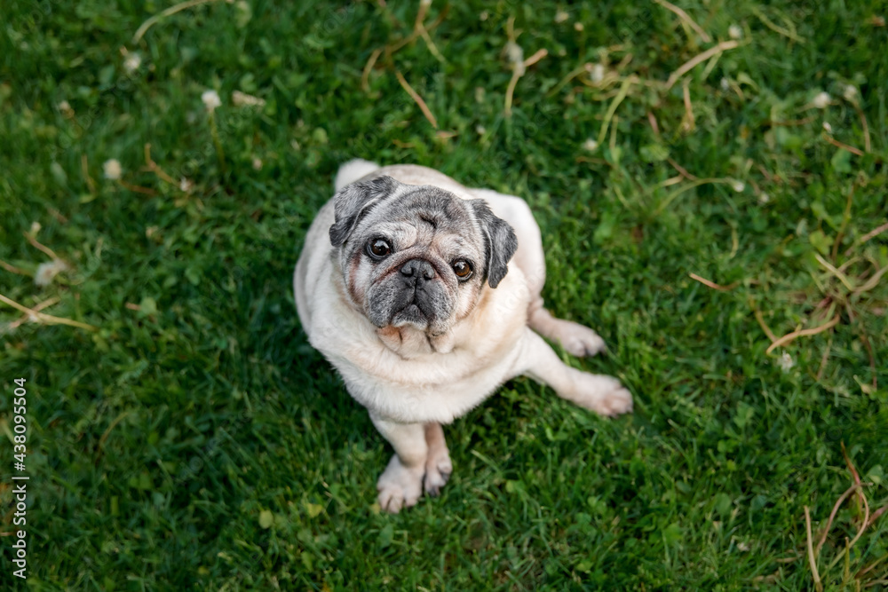 Old pug dog in the park