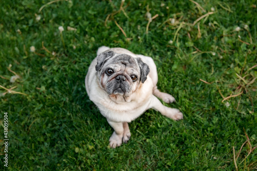 Tableau sur toile Old pug dog in the park