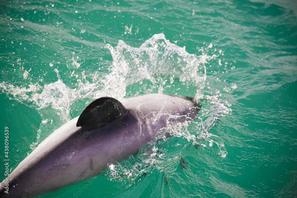 Obraz premium Dolphin in water, Akaroa cruise ship, New Zealand