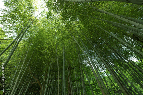 新緑の竹林