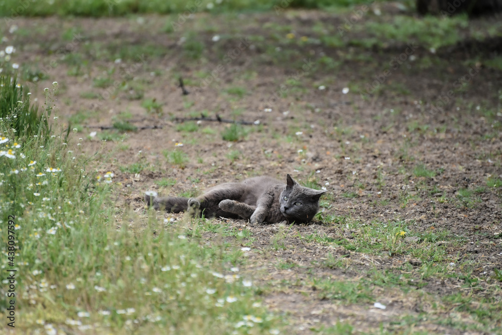 Grey cat resting outdoors in grass,wildlife photo Grey cat resting outdoors in grass,wildlife photo
