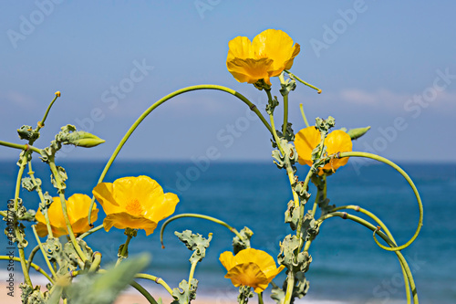 Yellow flowers of Glaucium flavum closeup on the background of the Mediterranean Sea. Yellow horned poppy photo
