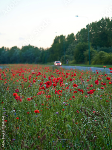 An expanse of poppies on a central reservation, part of the re-wilding of roadside verges, with a background de-focused car and cyclist to add context. photo