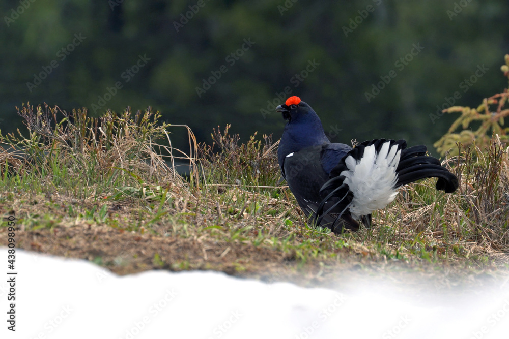 a mating black grouse, lyrurus tetrix, in the courtship at the morning in spring on the mountains a mating black grouse, lyrurus tetrix, in the courtship at the morning in spring on the mountains