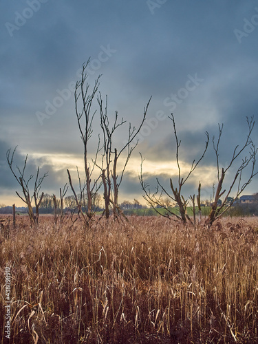 Bare  dead trees stood in encroaching marshland and appearing to claw at the dramatic  atmospheric sky from the midst of golden reeds and grasses.