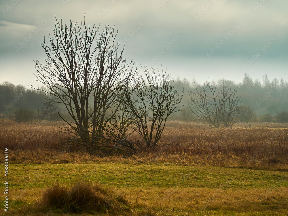 Bare, dead trees stood in the encroaching marshland, among golden reeds and grasses. On the horizon, a stand of living trees is shrouded in mist. Bare, dead trees stood in the encroaching marshland, among golden reeds and grasses. On the horizon, a stand of living trees is shrouded in mist.