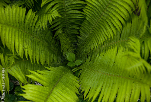 Nice green color fern leaves close up nature macro photography. fern leaves inside the bush top view. beautiful fern leaves in circle with one small in the middle. horizontal photo