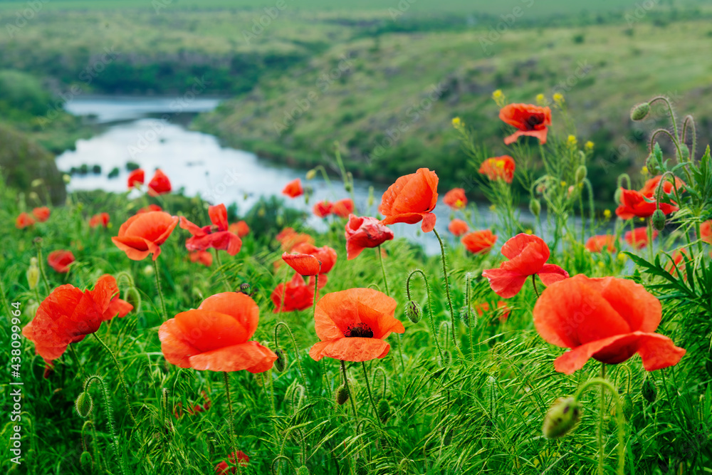 Fototapeta premium Red poppy wild flowers
