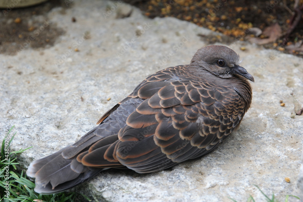 Fototapeta premium 休憩をしているキジバト