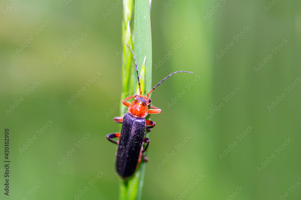 Soldier beetle, cantharis rustica sitting on grass stem. Macro photo small bug Soldier beetle, cantharis rustica sitting on grass stem. Macro photo small bug