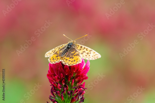 Photography Pearl bordered fritillary, Boloria euphrosyne butterfly sitting on crimson clove