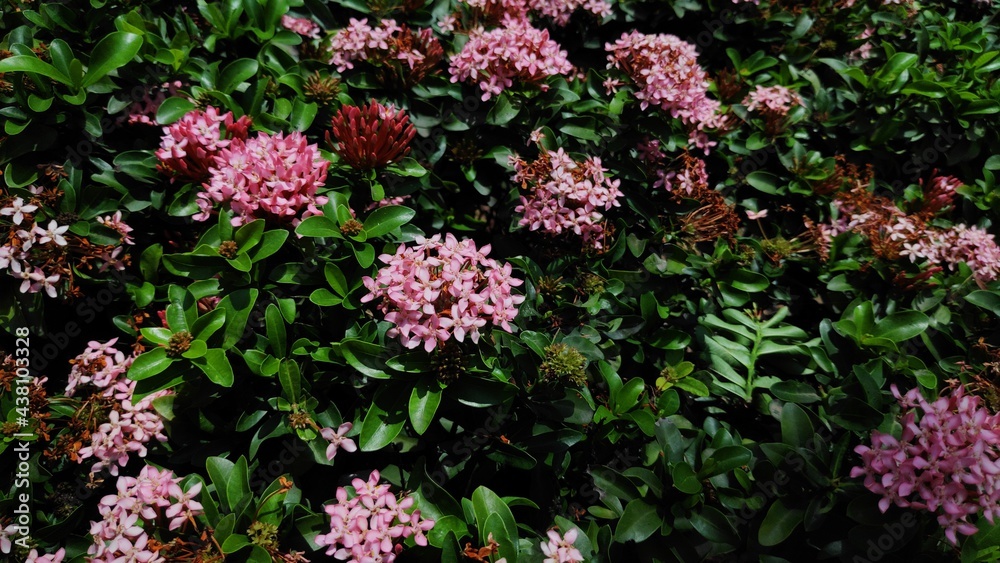 Fototapeta premium Pink Flowers