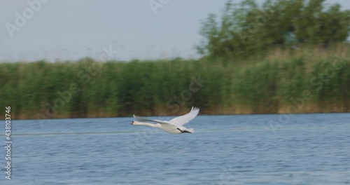 slow motion with a swan taking flight from the water in the Danube Delta. Romania  photo