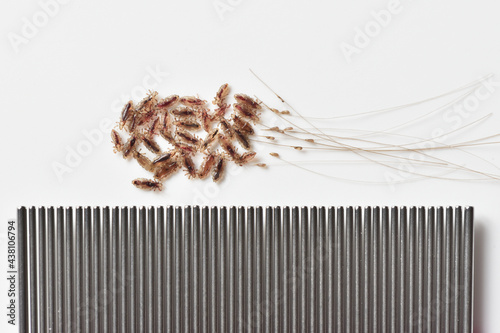 Group of head lice and their nits eggs on a white background with comb photo