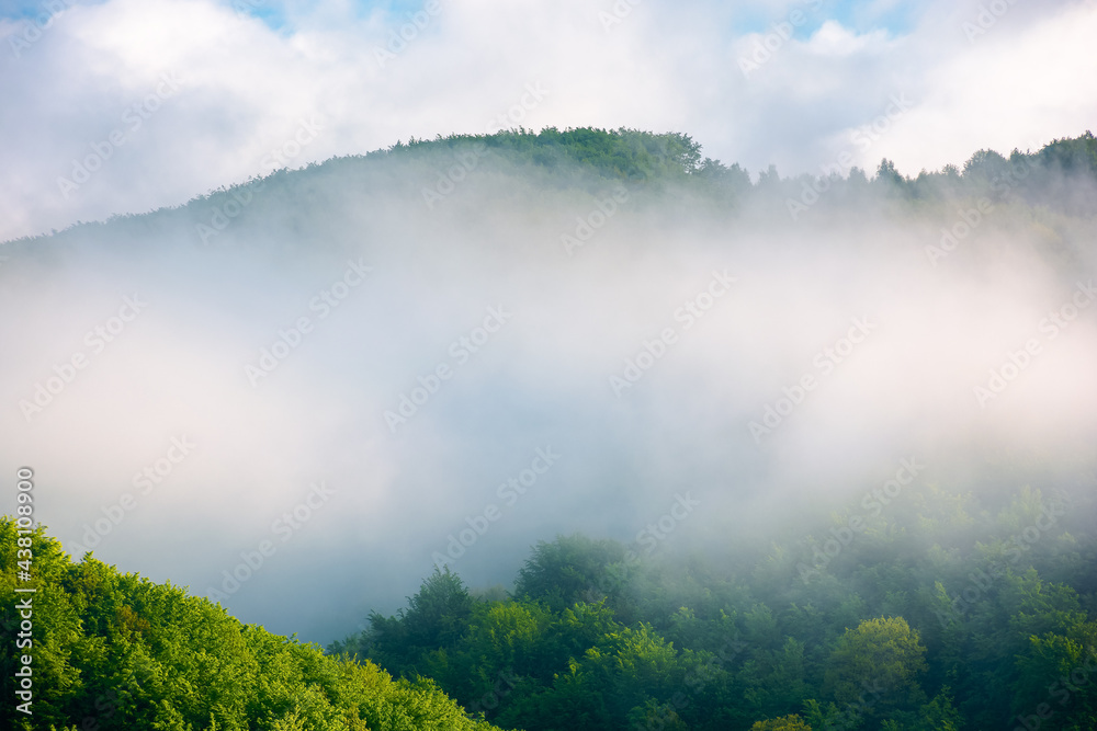 fog on the hill in the morning. beautiful nature background in summer. scenic outdoor scenery on a sunny weather