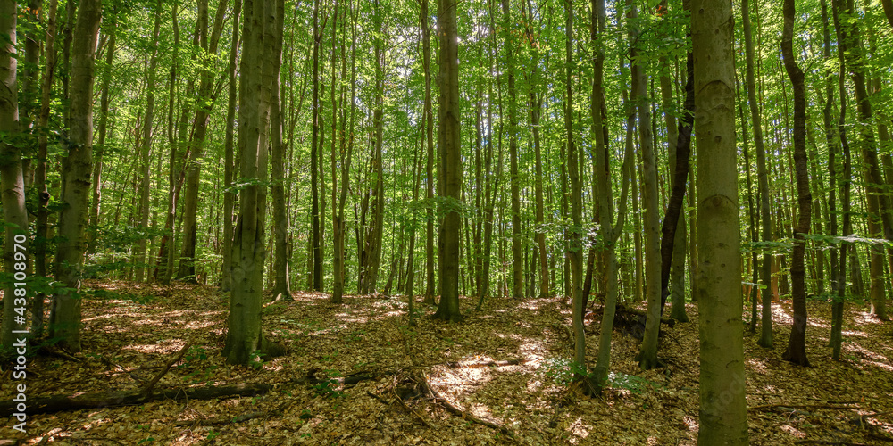 Fototapeta premium dense beech forest in summer. beautiful nature environment on a sunny day. tall trees in green foliage