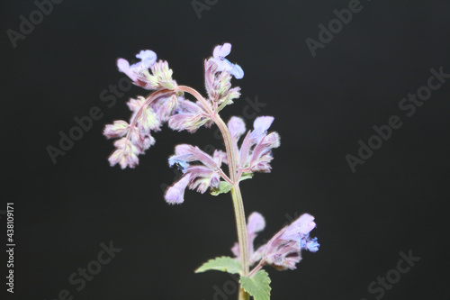 Wild purple flower blossom close up nepeta grandiflora family lamaiaceae botanical background high quality big size print