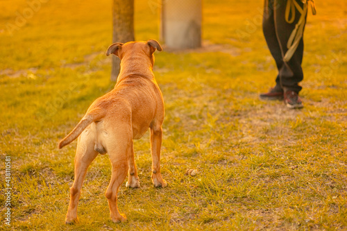 A brown male dog mixed breed pitbull with drooping ears stands on grass in the city park, looking in the side of the owner background. Dog walking training concept in warm light of sun. Back view