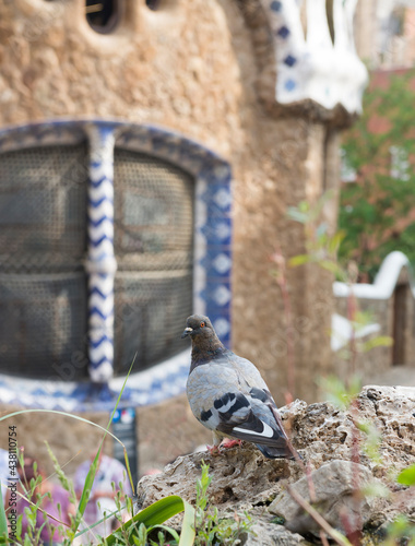 Dove in the Park Guell photo