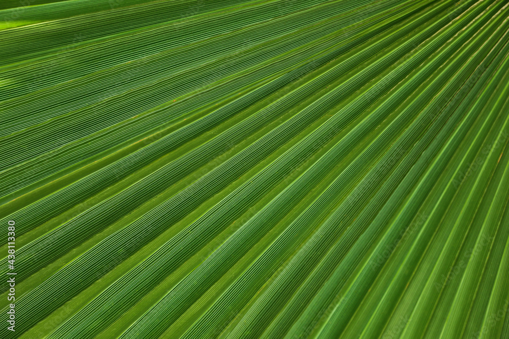 Closeup view of lush palm leaf as background Closeup view of lush palm leaf as background