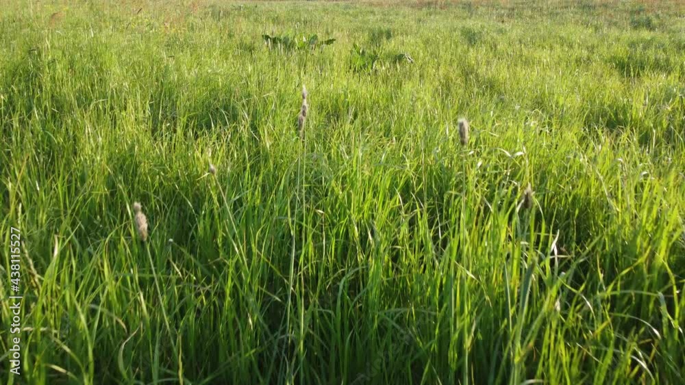 Sweeping drone shot of an english meadow Sweeping drone shot of an english meadow
