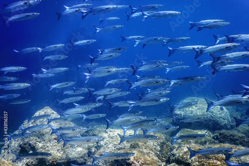 Fish School Underwater, Fish underwater background (Mugil cephalus)  photo