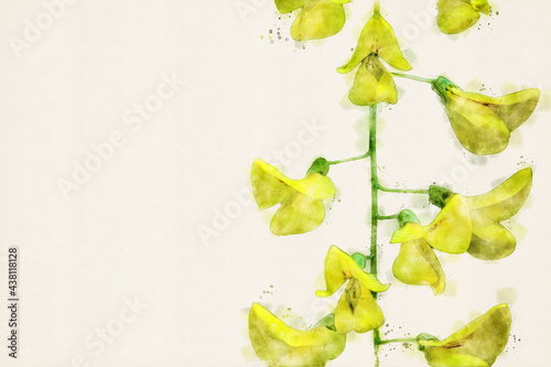 Laburnum, golden rain plant in bloom. Yellow flowers of golden chain. Floral design closeup macro, isolated with copy space. Aquarelle, watercolor illustration. photo