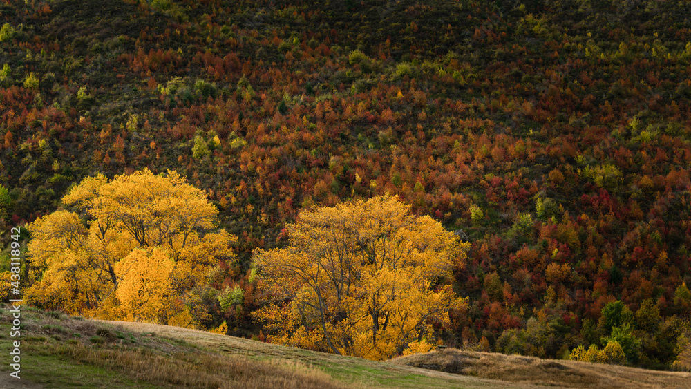 Yellow autumn trees with red and golden hills in the background in Arrowtown, South Island Yellow autumn trees with red and golden hills in the background in Arrowtown, South Island