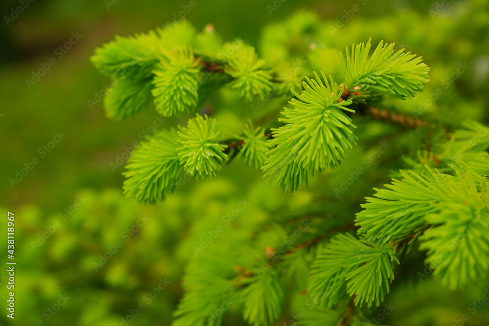Young, juicy, green shoots on a coniferous tree close-up. The evergreen spruce tree grows intensively in the spring. Narural background in green colors. Young, juicy, green shoots on a coniferous tree close-up. The evergreen spruce tree grows intensively in the spring. Narural background in green colors.