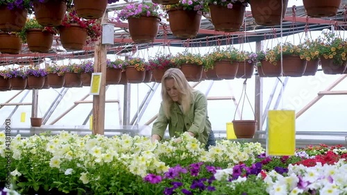 Flower shop. Adult female farmer Taking care of growing plants in the greenhouse Woman gardener walks between rows of blooming potted flowers in a bright summer greenhouse and selects a flower.
