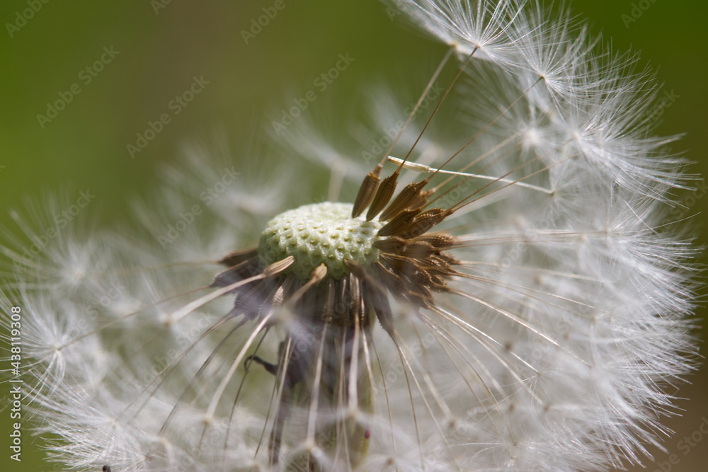 Fototapeta premium Pusteblume, Löwenzahn, Nahaufnahme