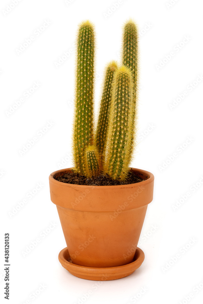 Spiky cactus in plant pot isolated on completely white background. Spiky cactus in plant pot isolated on completely white background.