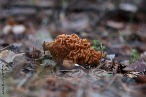 Gyromitra gigas, beautiful gyromirtra esculenta mushrooms growth. Fresh and wild april bull nose mushroom in woodland. Toxic snow false morel at spring forest. Natural calf brain fungi