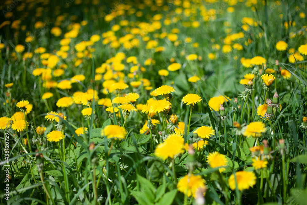 Lots of yellow dandelions. Flowers in the field. Lots of yellow dandelions. Flowers in the field.