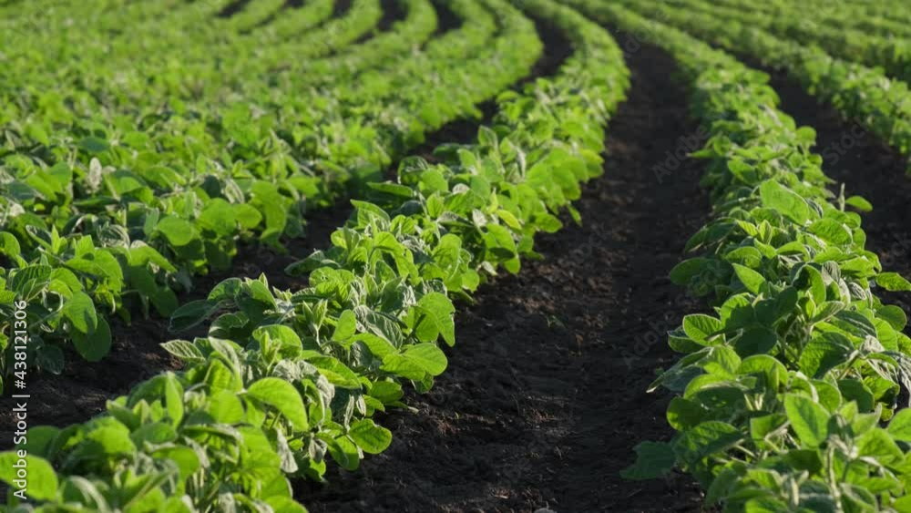 Agriculture, green cultivated soybean plants in field, spring time, low angle selective focus and telephoto lens Agriculture, green cultivated soybean plants in field, spring time, low angle selective focus and telephoto lens