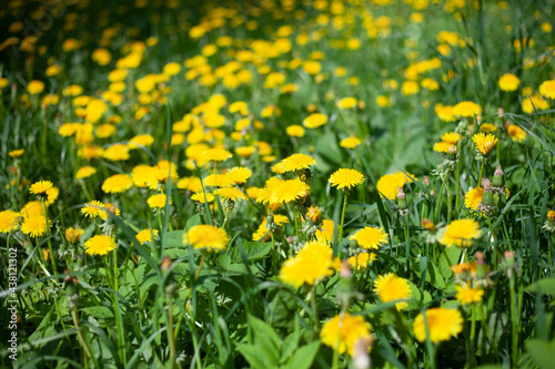 Lots of yellow dandelions. Flowers in the field. © Олег Копьёв