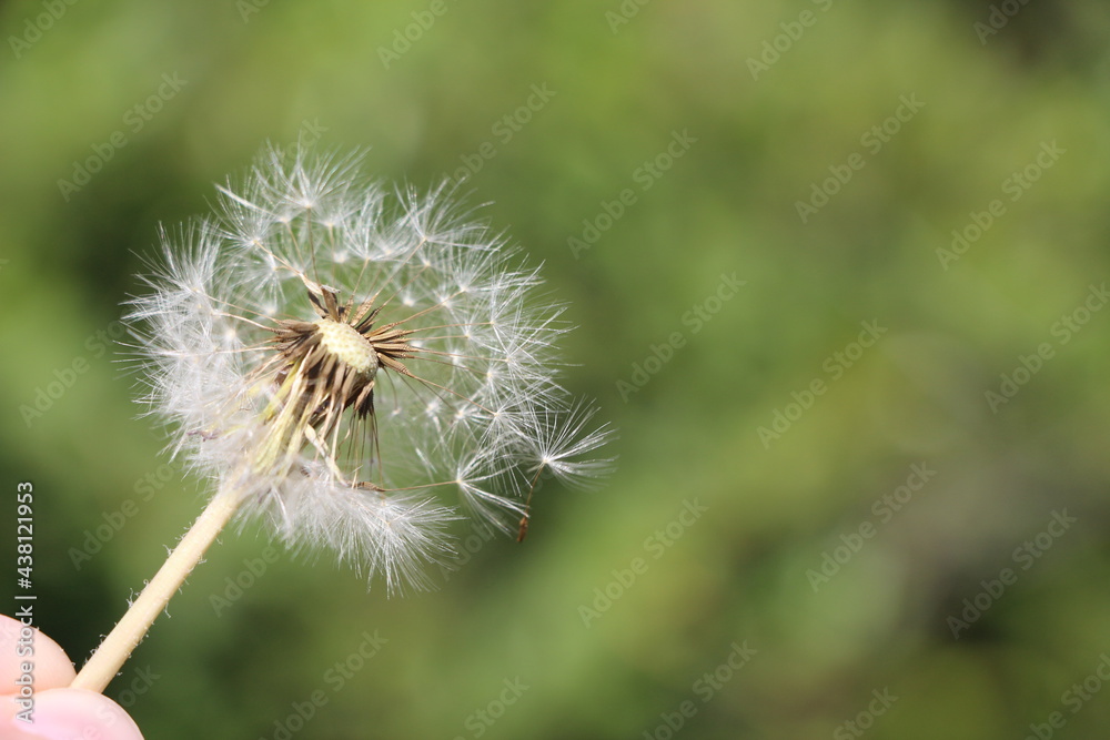 Fototapeta premium blowball