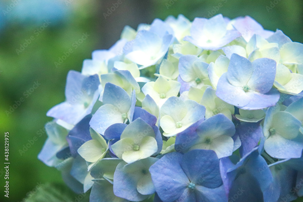 紫陽花 アジサイ あじさい ブルー 青い グリーン 花びら リラックス 美しい 落ち着いた 綺麗 雨 紫陽花 アジサイ あじさい ブルー 青い グリーン 花びら リラックス 美しい 落ち着いた 綺麗 雨