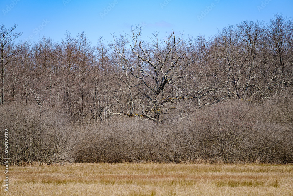 Krakovski gozd protected lowland forest area in Slovenia Krakovski gozd protected lowland forest area in Slovenia