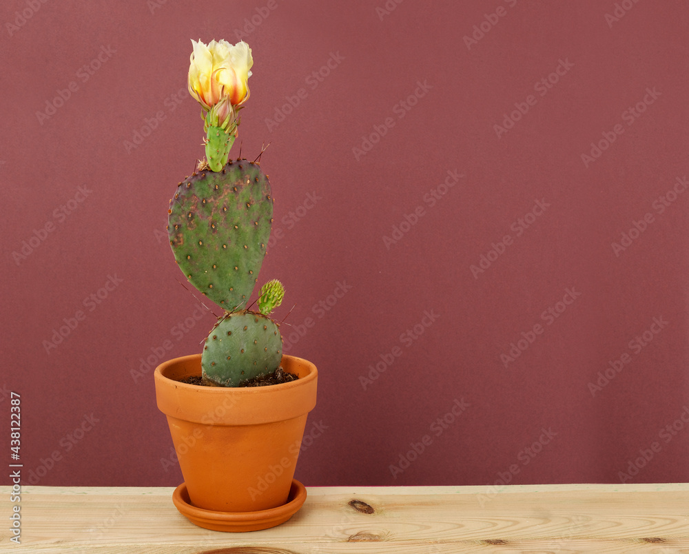 Cactus in bloom on wooden table and brown paper background.