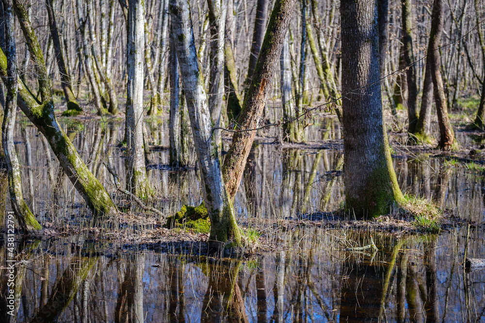 Krakovski gozd protected lowland  forest area in Slovenia