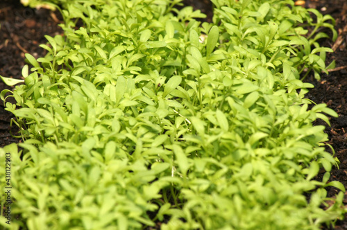 Frische Gartenkresse Lepidium sativum als Bildhintergrund