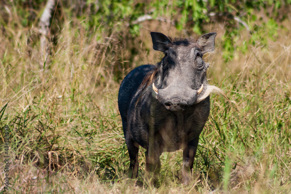 Front view of a common warthog Phacochoerus africanus standing on grass, Kruger National Park, South Africa Front view of a common warthog Phacochoerus africanus standing on grass, Kruger National Park, South Africa