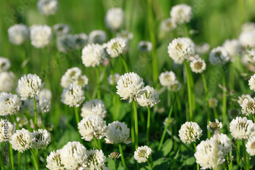 White clover blooming in the spring field