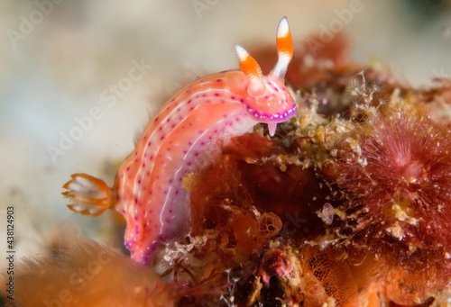 Light pink nudibranch crawling on reef